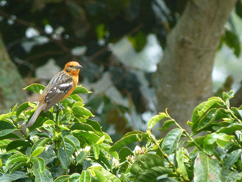 flamecoloredtanager.jpg