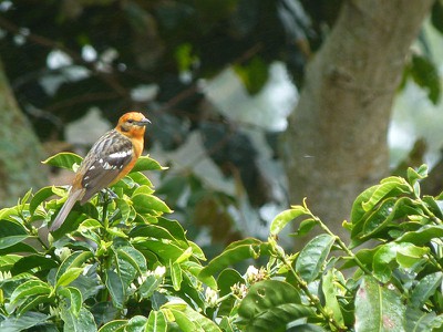 flamecoloredtanager.jpg