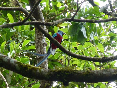 resplendentquetzal.jpg