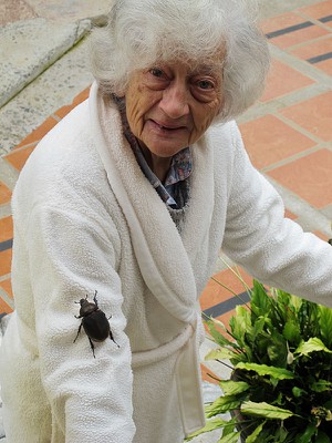 wandabeetle.jpg