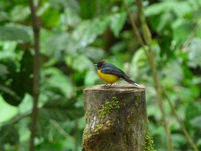 yellowbreastbird.jpg