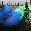 Hawaiian Peacock