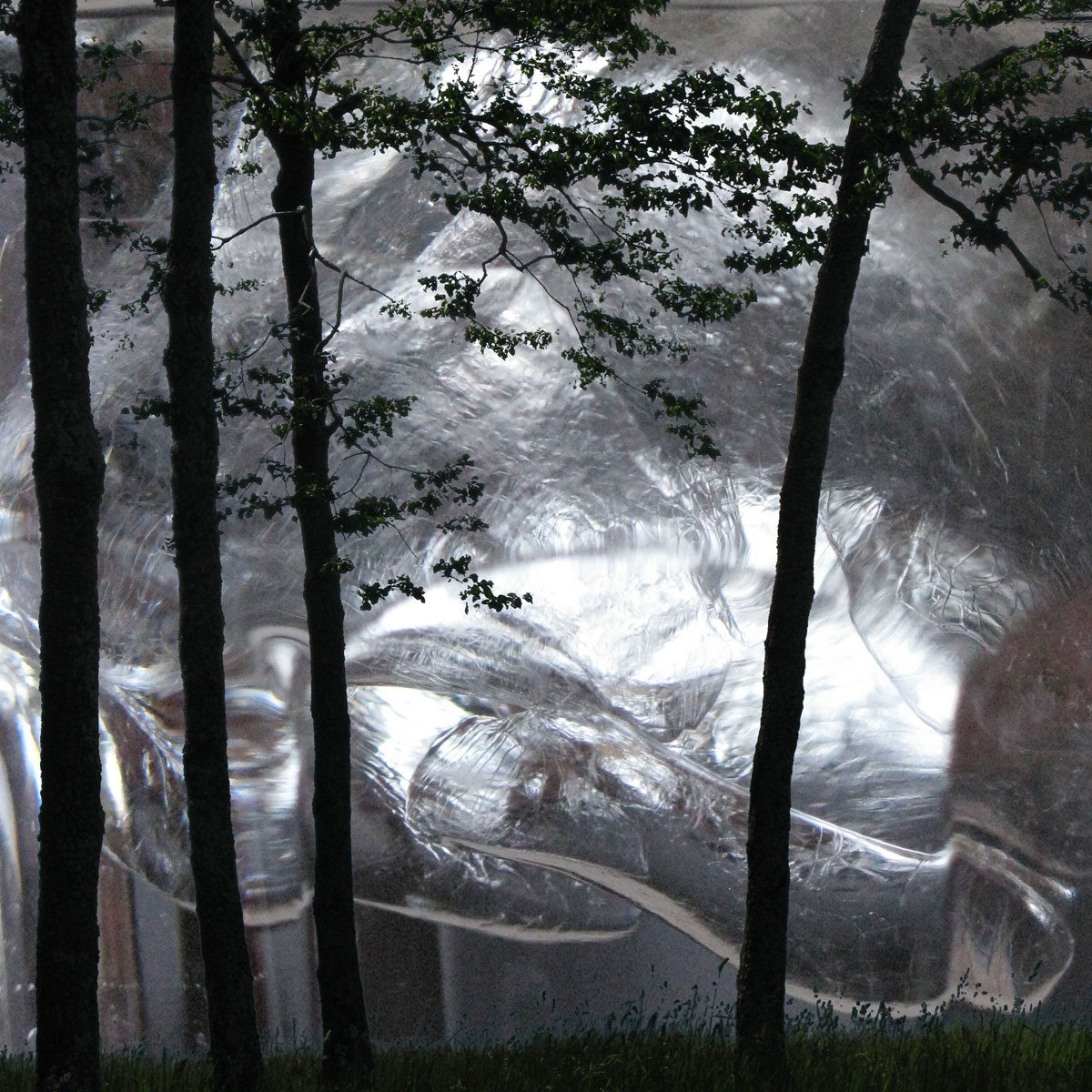 Icy Forest