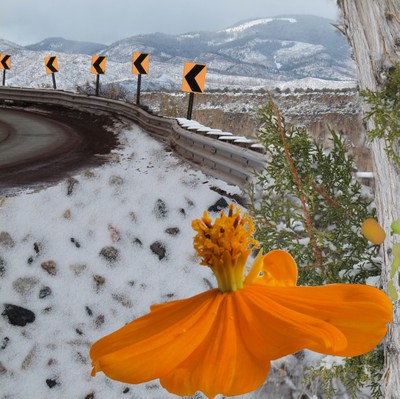 Snow Daisy