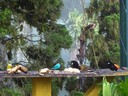 Bird Tableau
