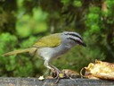Black Striped Sparrow