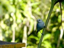 Blue Gray Tanager