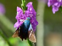 Moth