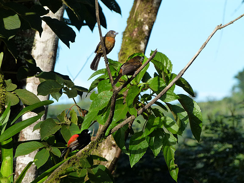 Cherrie's Tanager - family