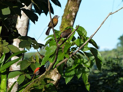 Cherrie's Tanager - family