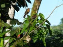 Cherrie's Tanager - family
