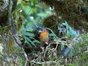 Cherrie's Tanager - female