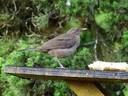 Clay Colored Robin