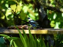 Golden Hooded Tanager
