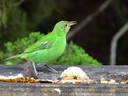 Green Honeycreeper - female