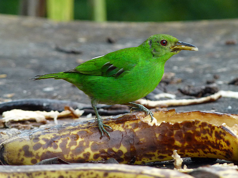 Green Honeycreeper - female