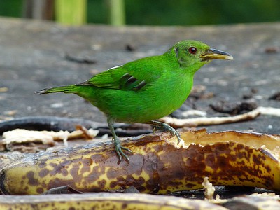 Green Honeycreeper - female