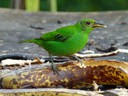 Green Honeycreeper - female