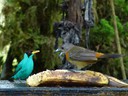 Green Honeycreeper-male / Cherrie's Tanager-female 