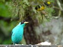 Green Honeycreeper - male