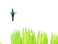 Hummingbird