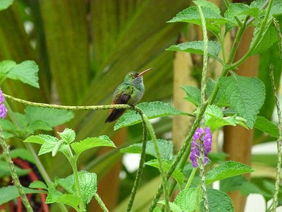 Hummingbird - Rufous tailed