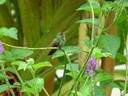 Hummingbird - Rufous tailed