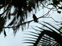 Hummingbird