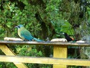 Motmot / Cherrie's Tanager
