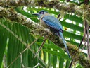 Motmot - Emerald Crested