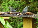 Palm Tanager