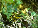 Silver Throated Tanager