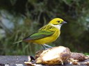 Silver Throated Tanager