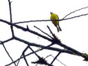 Social Flycatcher