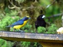 Thick Billed Euphonia