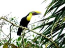 Toucan - Chestnut Mandibled