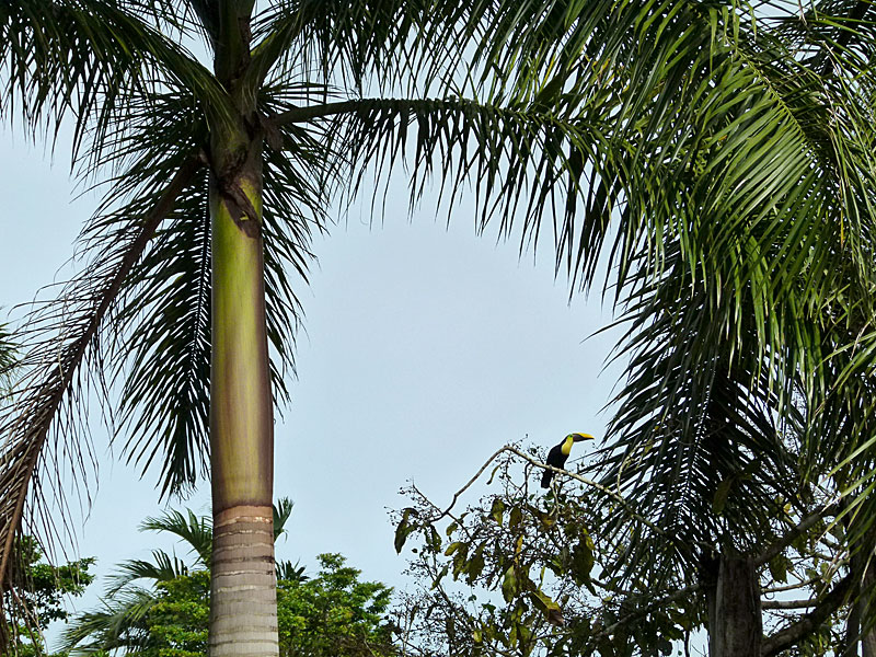 Toucan - tree