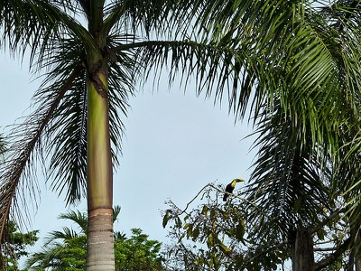 Toucan - tree