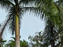 Toucan - tree