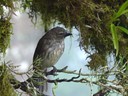 Tyrannulet?