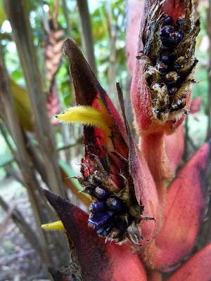 Heliconia Seeds