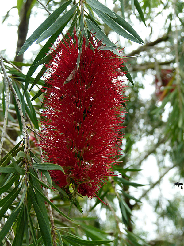 Bottle Brush and Bee