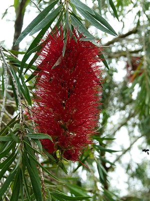 Bottle Brush and Bee