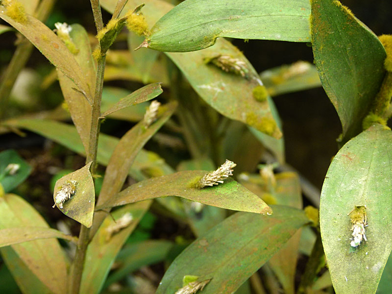 Flower Growing on the Leaf