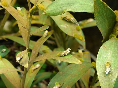 Flower Growing on the Leaf