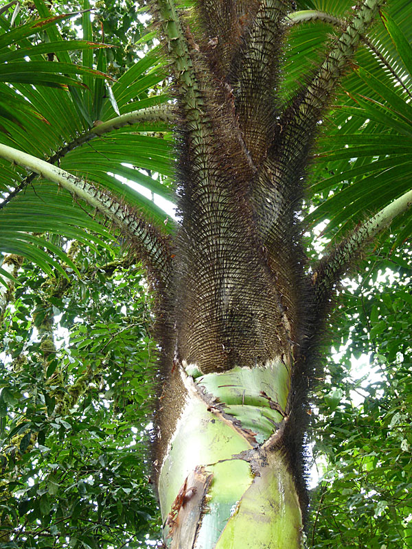 Hairy Thorn Tree