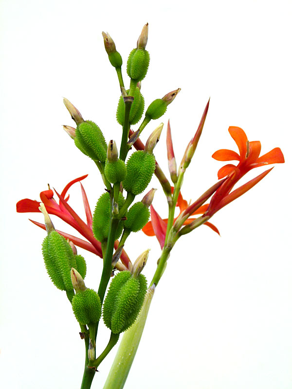 Orange Flower Green Pod