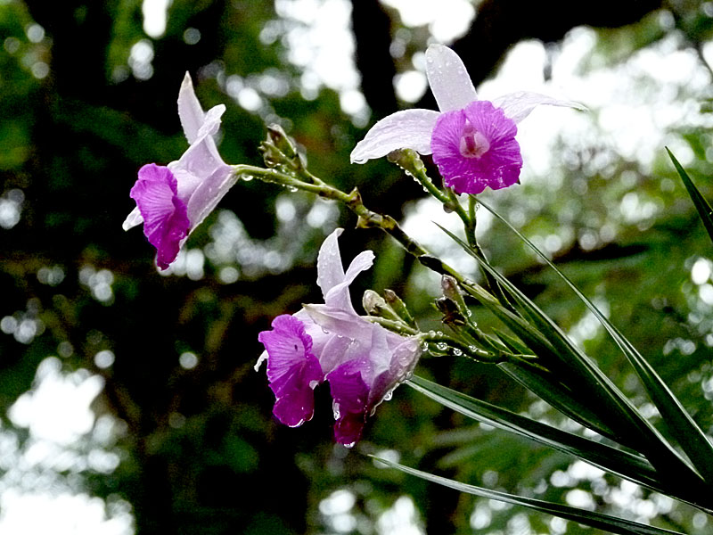 Orchids
