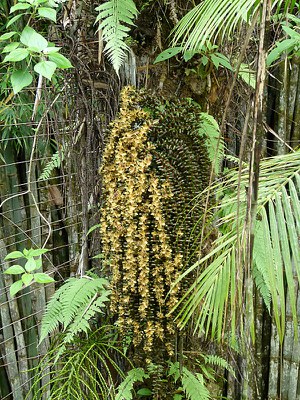 Palm Blooming