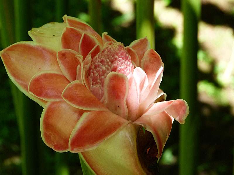 Pink Torch Ginger